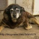 불당동물병원 이미지