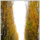 미루나무 이미지