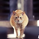 행복한고양이 이미지