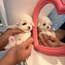 댕스마일 이미지