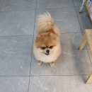 하일동물병원