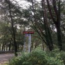 산정파인트리