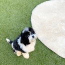 코리아 퍼피 이미지