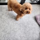 영블리 펫살롱 | 달서구강아지미용 스트레스 최소화가 우선입니다