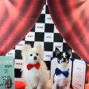 돌봐줄개 이미지