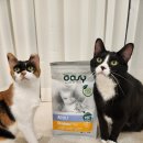 유카라이프 | 기호성 좋은 고양이 사료 추천 오아지 라이프스테이지 치킨