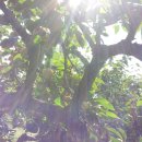 영인농장 이미지