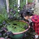 원주허브팜식물박물관 이미지