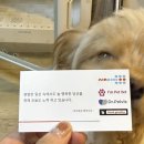 강아지발바닥 | 슬개골보호에 딱! 아임펫벳 강아지발바닥패드 사용 후기