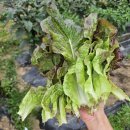 용동농장 이미지