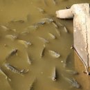 푸른 하늘과 별빛 호수가 하나 되는 길 | 치앙마이 특색 있는 사원 왓 우몽 동굴 사원