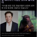 일론 머스크가 뇌에 칩 심었던 원숭이. 이미지