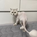 카페호텔 | 원주 고양이 카페 &amp; 미용 &amp; 호텔 “오묘” 방문 후기