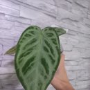 플랜츠컴퍼니