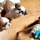 멍is뭔들 이미지