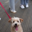 10월 18일 ~ 19일, 한강반포시민공원에서 입양캠페인 함께 해요 ~ 이미지