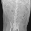 신대방동물메디컬 이미지