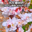 매화농장 | 기장 매화원 개방일 시간 주차 개화 후기 부산 매화 명소 2025 실시간 만개