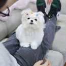 미니펫 강아지분양 고양이분양 강남점 이미지