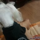 몽키펫 이미지