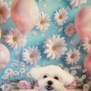 꽃보다 Dog 이미지