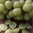 감골농장 | 추석명절선물세트 아이와 함께, 고당도 영동 샤인머스캣 2kg 먹어본 후기 – 산지직송이 답!
