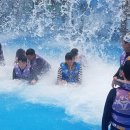 용인대골드태권도장 이미지