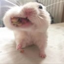 디자인쿡 이미지
