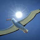 알바트로스 이미지