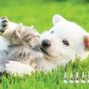 녹십자수의약품 주식회사 이미지