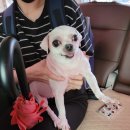 아가페 펫살롱 이미지