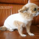 해태동물병원 이미지