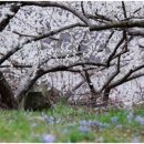 삼척로(맹방유채꽃길) 이미지