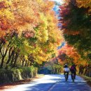 백아산노치산촌생태마을 | 비대면 시대, 주목받는 ‘힐링 화순’