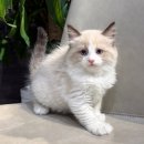 대구고양이분양 도레미캣 | 2026 새해 맞이 렉돌고양이분양, 이벤트 할인분양 중이니 도레미캣대구점으로 추천드려요!