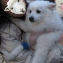 호호동물병원 네이버블로그