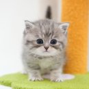 미유펫 강아지분양고양이분양 김포점 이미지