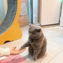 무릉냥원 네이버블로그
