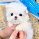 샵펫 강아지분양 울산점 | 인천강아지분양 첫 만남은 펫샵에서