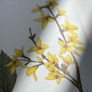 개나리 멍멍 이미지