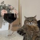 (주)덴몰 | 니혼슈와 비슷하면서도 다른 일본 와인!🍷 | 일본 와인의 역사🗾와 특징🍇