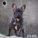 프라임킴 프렌치 불독 네이버블로그