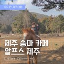알프스 | 제주 아기 승마카페 알프스제주 내돈내산 솔직후기