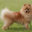 강아지랑 이미지