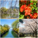 장미동산(우) | 일산호수공원 봄꽃 구경