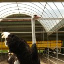 튼튼농장 이미지