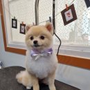 이쁘개 애견샵 이미지