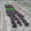 신기농장 이미지