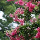 배롱나무거리 이미지