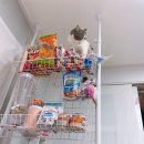 우리고양이 네이버블로그